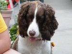 Bear - Springer Anglais Mâle (5 ans)