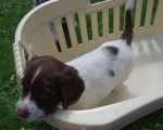 Toby - Springer Anglais Mâle (1 an)