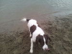 Roxy - Springer Anglais Femelle (9 ans)