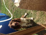 Flica - Springer Anglais Femelle (3 ans)