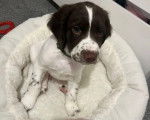 Un chiot Springer Anglais assis dans un panier et portant un collier autour du cou