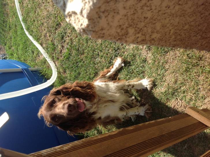Flica - Springer Anglais Femelle (3 ans)
