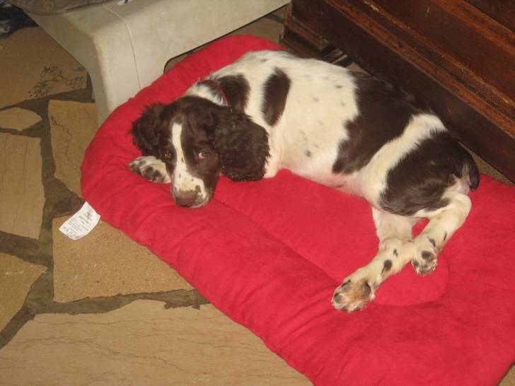 Isis - Springer Anglais Femelle (2 mois)