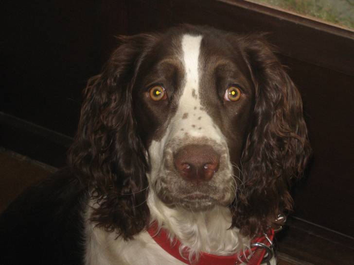 Isis - Springer Anglais Femelle (7 mois)