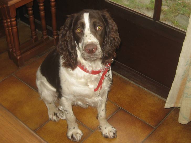 Isis - Springer Anglais Femelle (7 mois)
