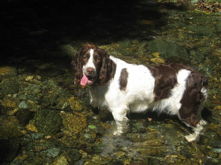 Isis - Springer Anglais Femelle (1 an)