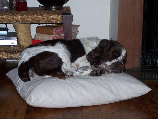 springer anglais Nach - Springer Anglais