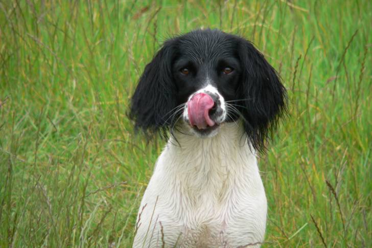 Photo Springer Anglais