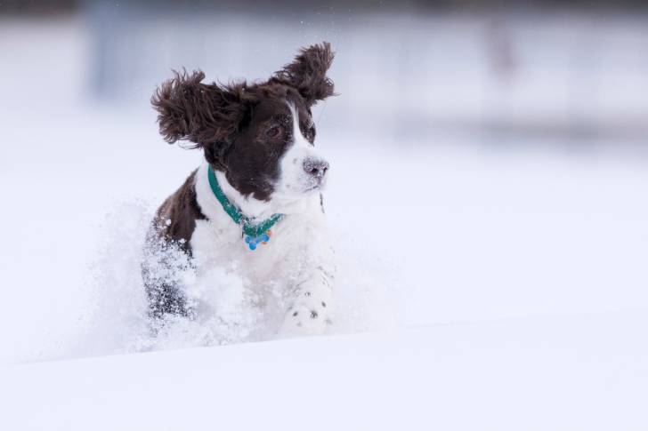 Photo Springer Anglais