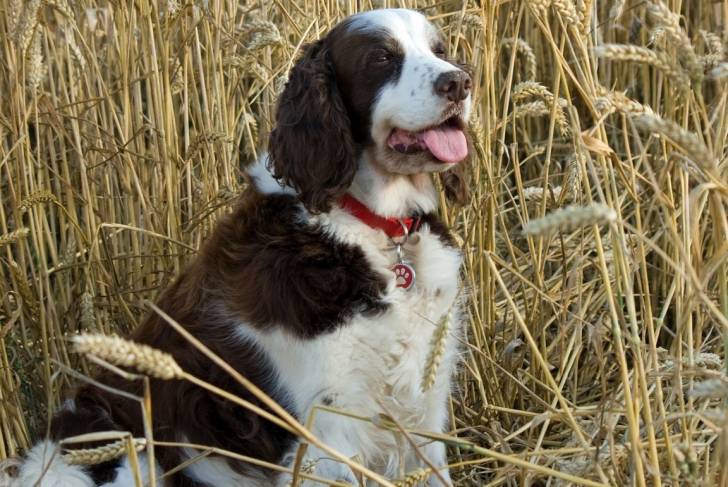 Photo Springer Anglais