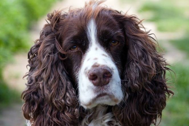 Photo Springer Anglais