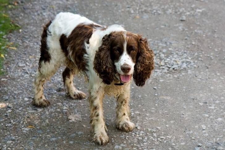 Photo Springer Anglais