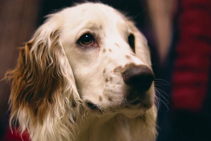 Photo Springer Anglais