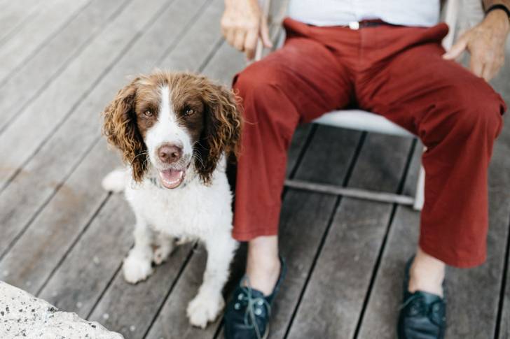 Photo Springer Anglais