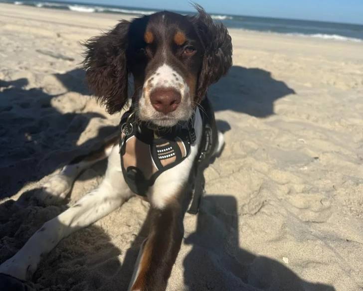 Un Springer Anglais allongé sur une surface sableuse et portant un harnais 
