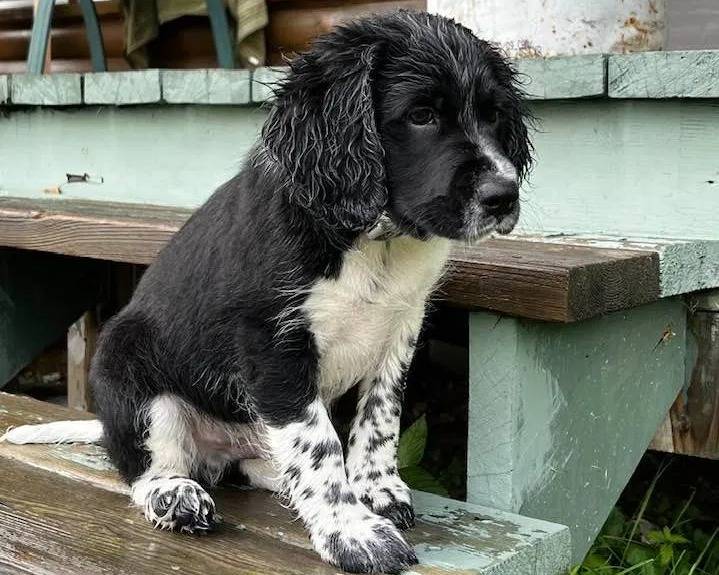 Un Springer Anglais assis sur un banc en bois et portant un collier autour du cou