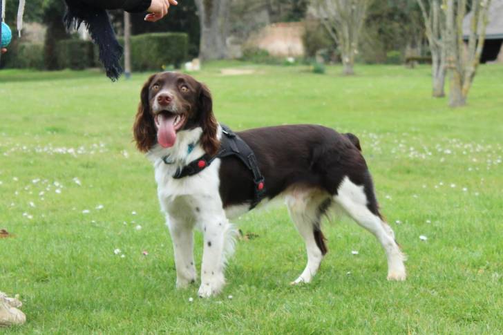 Un Springer Anglais sur une surface gazonnée  portant un harnais 