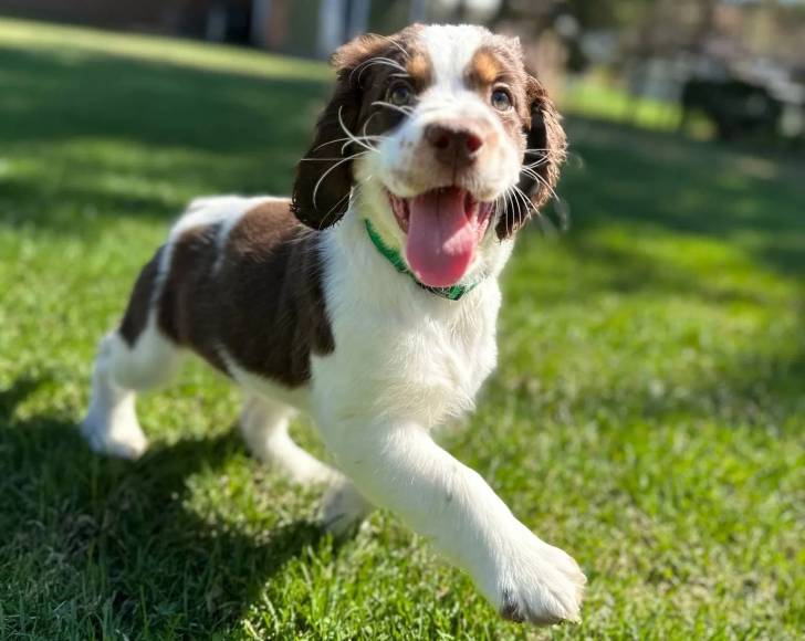 Un Springer Anglais ayant la langue pendante et portant un collier autour du cou