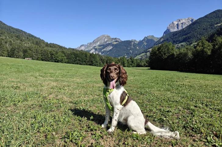 Un Springer Anglais assis sur un terrain herbeux et portant un harnais 