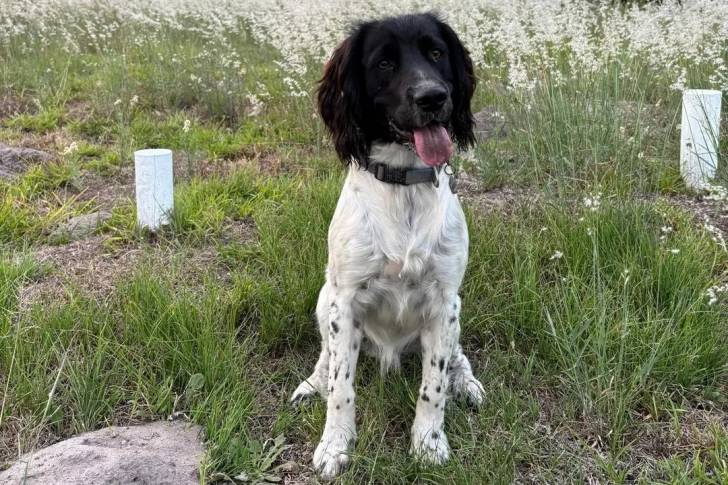 Un Springer Anglais ayant la langue pendante et portant un collier autour du cou