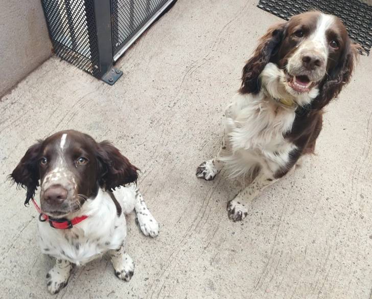 Deux Springer Anglais assis sur un surface bétonnée et portant tous deux un collier autour de leurs cous 