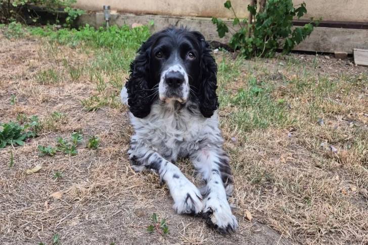 Un Springer Anglais allongé sur une surface herbacée et semblant détendu 