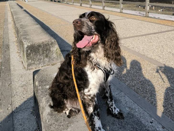 Un Springer Anglais sur une surface bétonnée et qui est tenu en laisse 