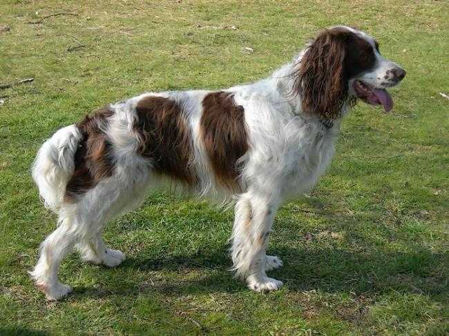 Springer anglais - Springer Anglais