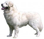 Photo Tchouvatch Slovaque