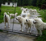 Photo Tchouvatch Slovaque