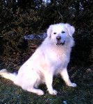 Photo Tchouvatch Slovaque