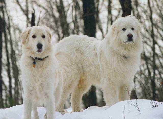 Deux Tchouvatch Slovaques dans la montagne en hiver