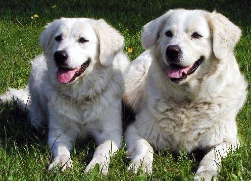 Photo Tchouvatch Slovaque