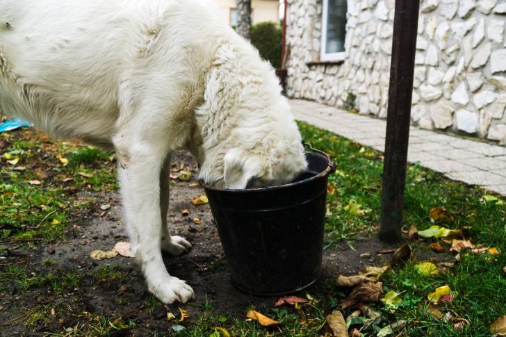 Photo Tchouvatch Slovaque