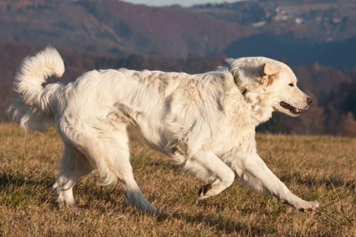 Un Tchouvatch Slovaque tout blanc court dans la montagne