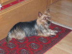boule terrier australien - Terrier Australien