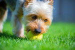 Un Terrier Australien  en train de jouer avec une balle