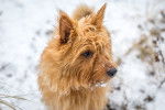 Un Terrier Australien  en train de se promener en hiver