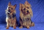Photo Terrier Australien