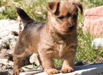 Photo Terrier Australien
