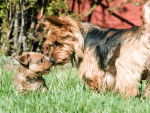 Un Terrier Australien  avec son chiot
