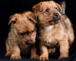 Photo Terrier Australien