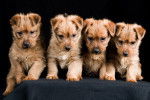 Une portée de chiots Terriers Australiens