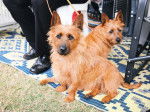 Photo Terrier Australien