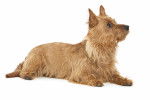 Photo Terrier Australien