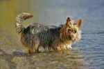 Photo Terrier Australien