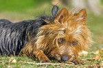 Photo Terrier Australien