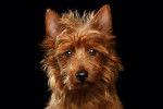 Le portrait d'un Terrier Australien 