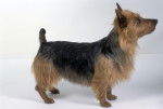 Photo Terrier Australien