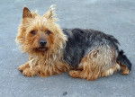 Photo Terrier Australien